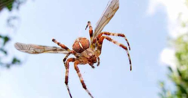 The amazing fact about the only winged spider in the world increases its danger