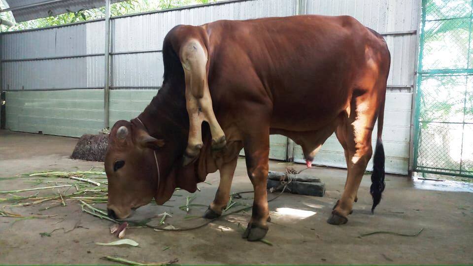 The strange "two legs on the shoulders" of a 6-legged cow in the stream of magic fish