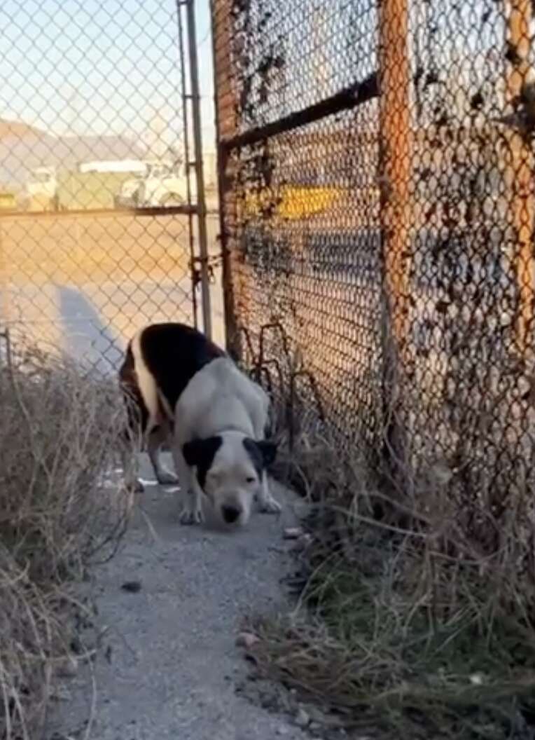 'Super-Scared' Stray Dog Melts Into Rescuer’s Arms As Soon As She Knows She’s Safe