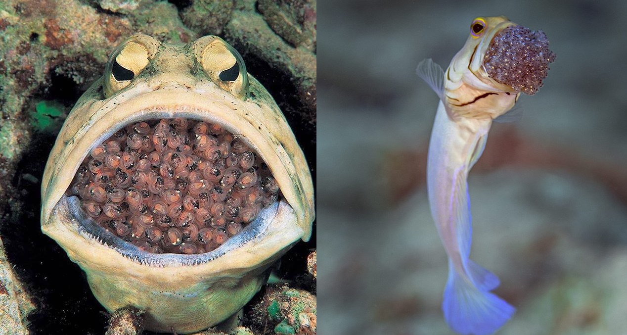 Dad of the Year: Male Yellow-Headed Jawfish Caught on Camera Mouthbrooding His Offspring in the Caribbean