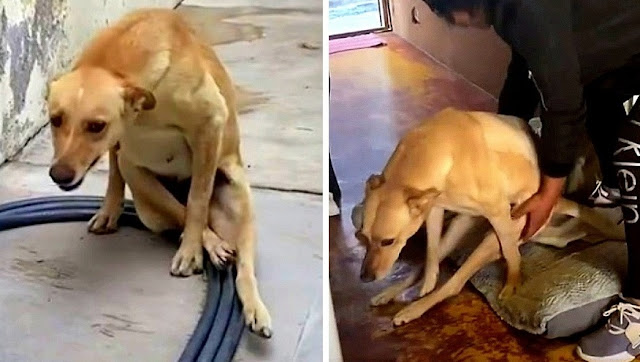 A disabled dog with a broken spine tenderly looks after its cubs daily. – AmazingUnitedState.Com