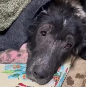 Abandoned Dog Got Ran Over And Cried When She Recognized Her Neighbor