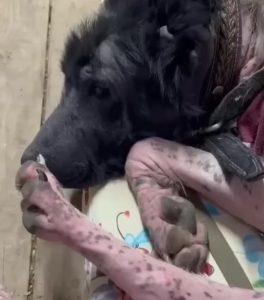 Abandoned Dog Got Ran Over And Cried When She Recognized Her Neighbor