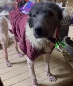 Abandoned Dog Got Ran Over And Cried When She Recognized Her Neighbor