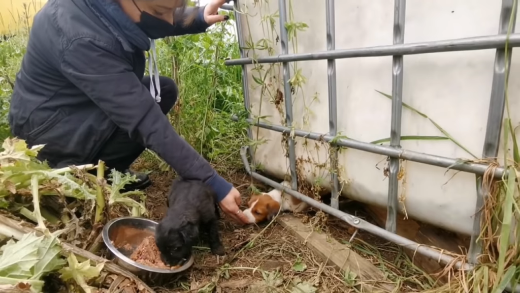 Mother dog who has been abandoned is battling to feed and protect her puppies.