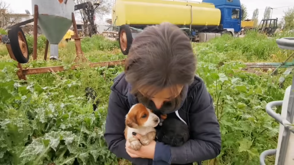 Mother dog who has been abandoned is battling to feed and protect her puppies.