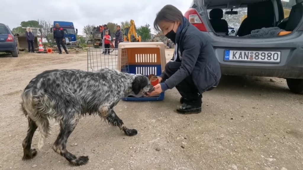 Mother dog who has been abandoned is battling to feed and protect her puppies.