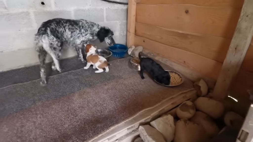 Mother dog who has been abandoned is battling to feed and protect her puppies.