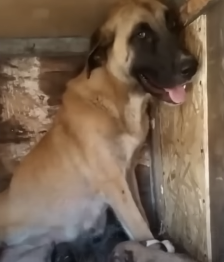 Cαncér Dog Hoped Someone Could Take Her 10 Puppies Away And Nurture Them.