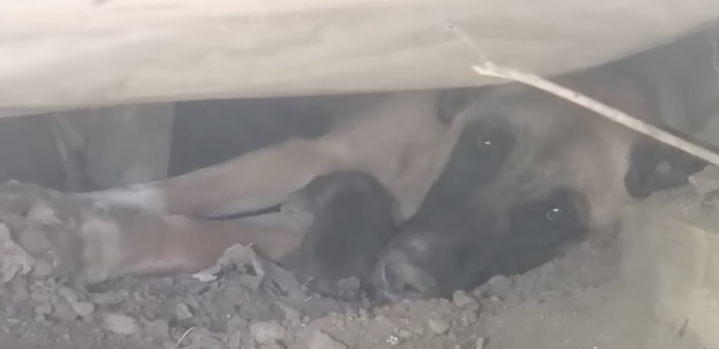 Cαncér Dog Hoped Someone Could Take Her 10 Puppies Away And Nurture Them.