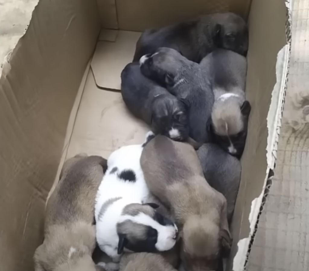 Cαncér Dog Hoped Someone Could Take Her 10 Puppies Away And Nurture Them.