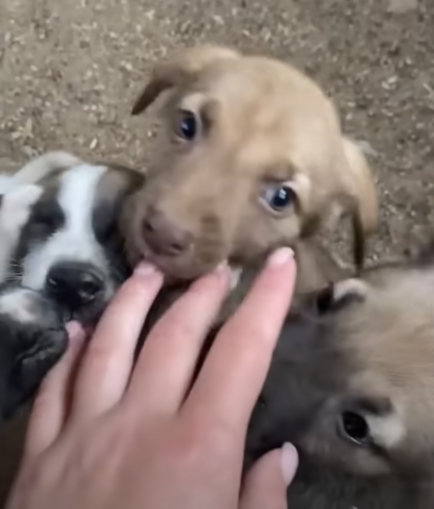 Cαncér Dog Hoped Someone Could Take Her 10 Puppies Away And Nurture Them.