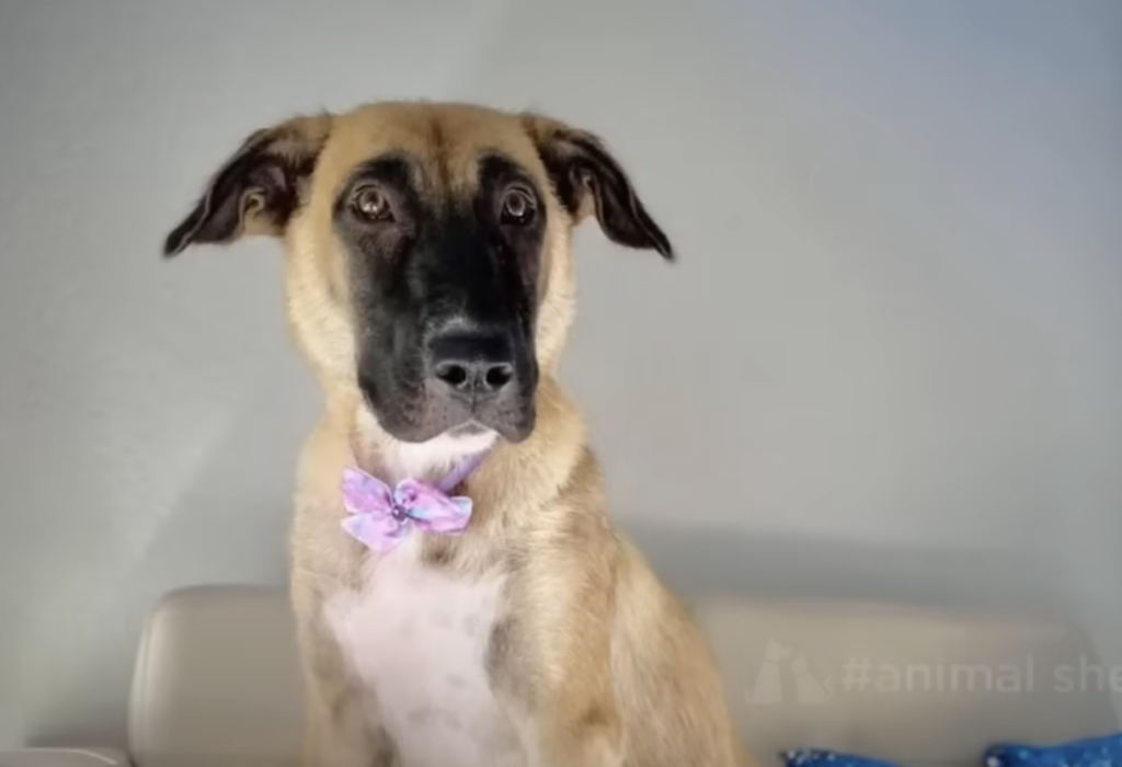 Cαncér Dog Hoped Someone Could Take Her 10 Puppies Away And Nurture Them.