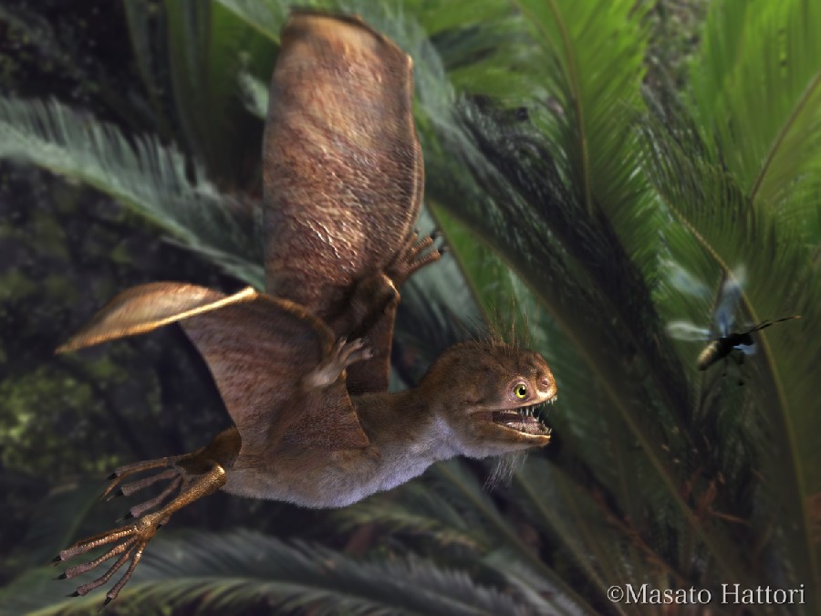 Uncover Anurognathus: the adorableness of true flying dinosaurs that lived in prehistory.