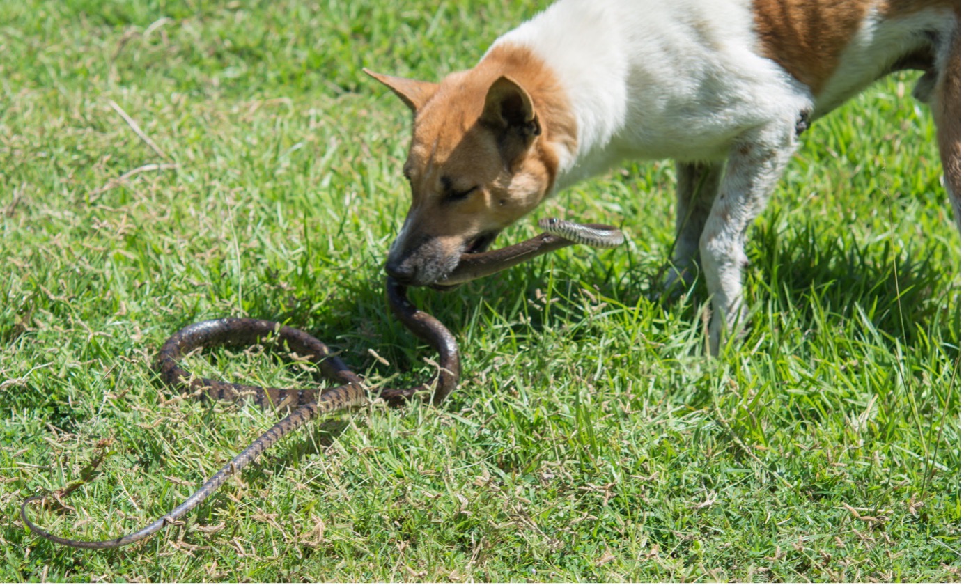 Terrified scene of faithful dog being bitten by a venomous snake to save its owner