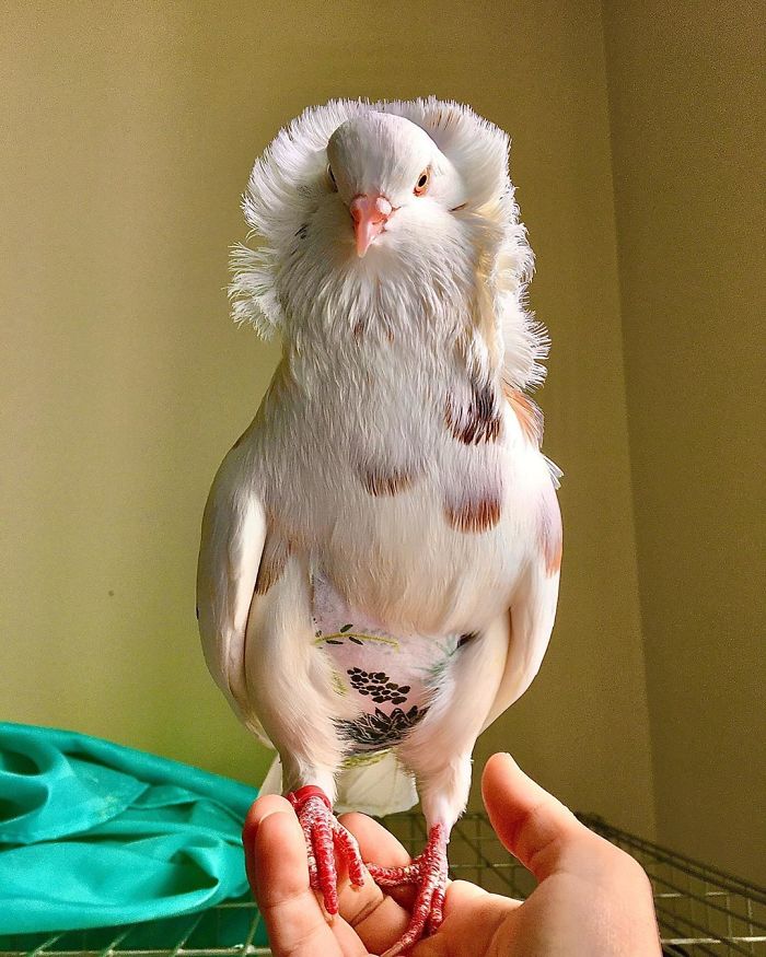 34 Of The World’s Most Beautiful Types Of Pigeons