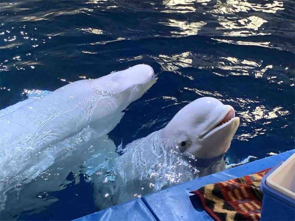 After nine years of being kept in captivity as a circus animal, a white whale is smiling and is returned to the sea