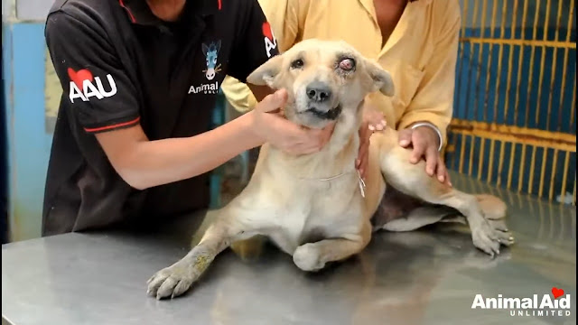 Street Dog With Ruptured Eye Learns What It’s Like To Feel Loved - Animal Blog