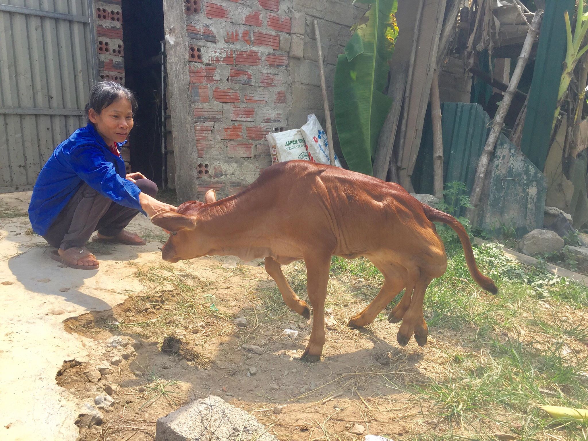 The strange "two legs on the shoulders" of a 6-legged cow in the stream of magic fish