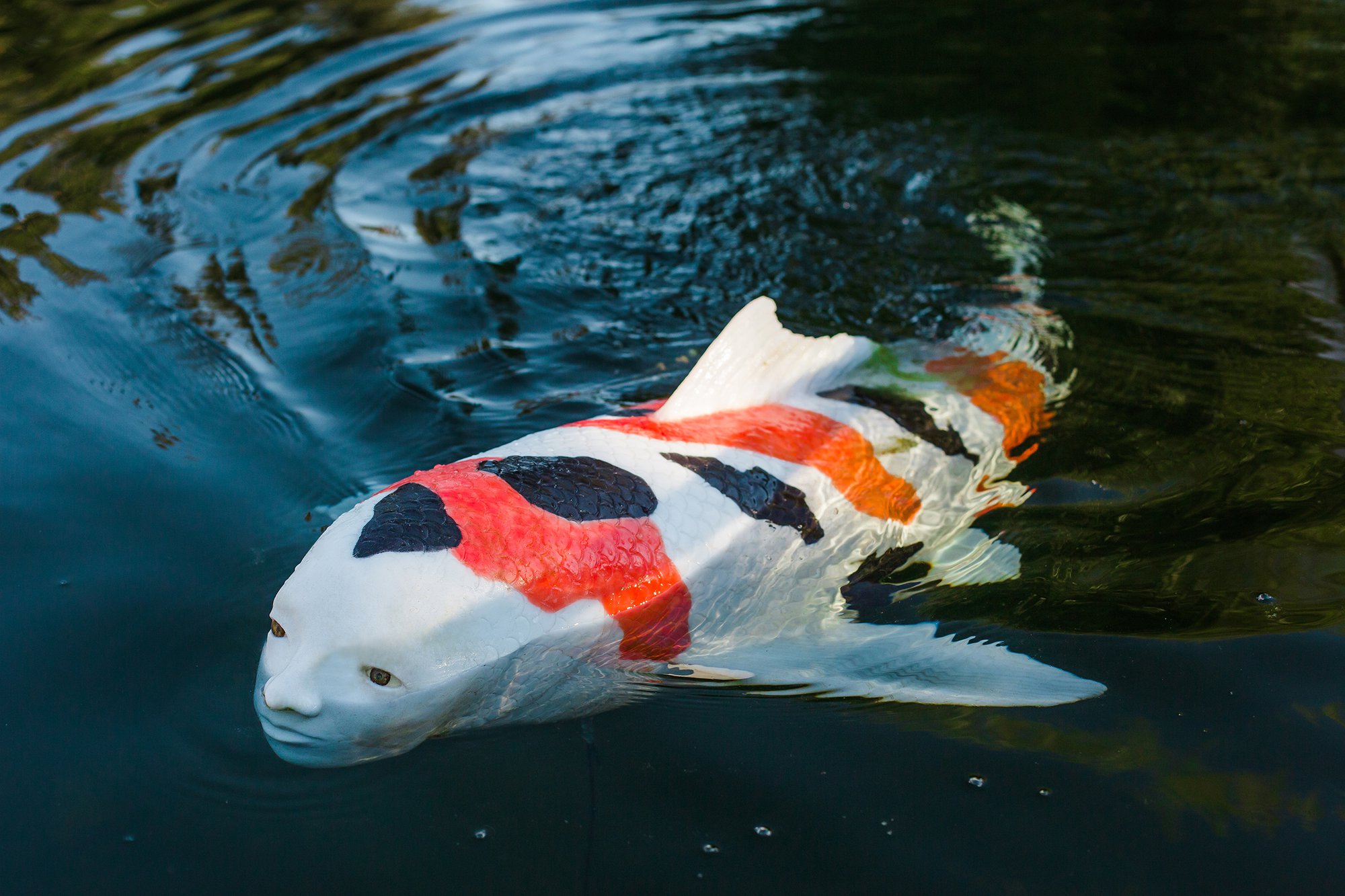 Strange fish with a human face appeared at Huntington Gardens making many people curious