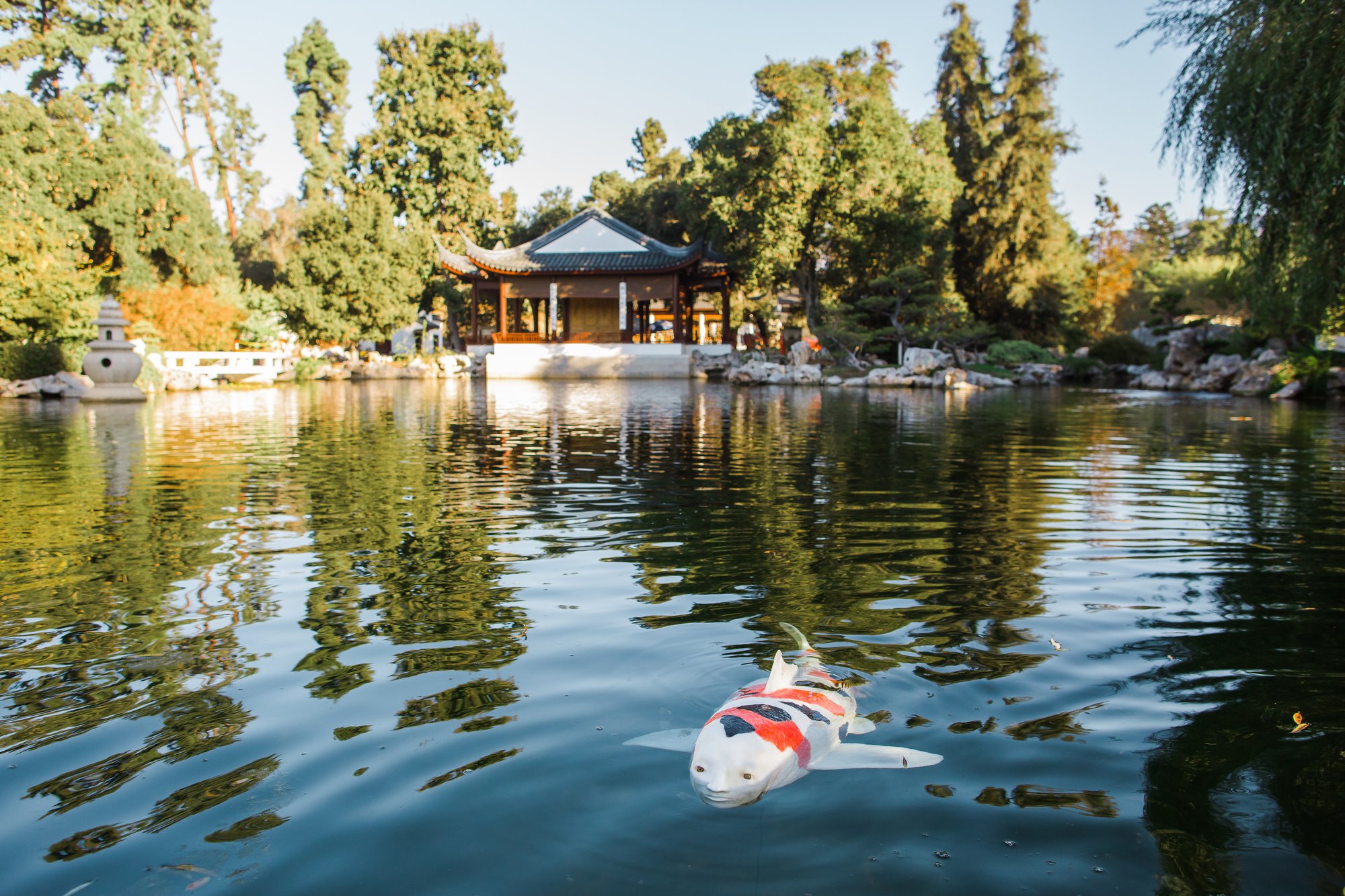 Strange fish with a human face appeared at Huntington Gardens making many people curious