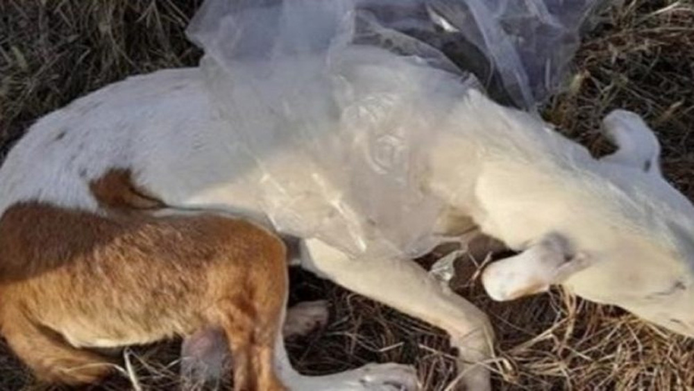 Despicable Owner Shoves Dog In Plastic Bag & Hurls Her Body From Moving Vehicle