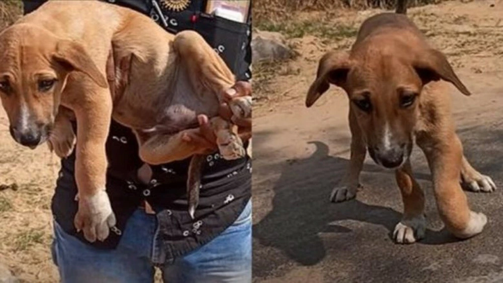 Puppy Rescued With Broken Front Paw, Ending His Suffering