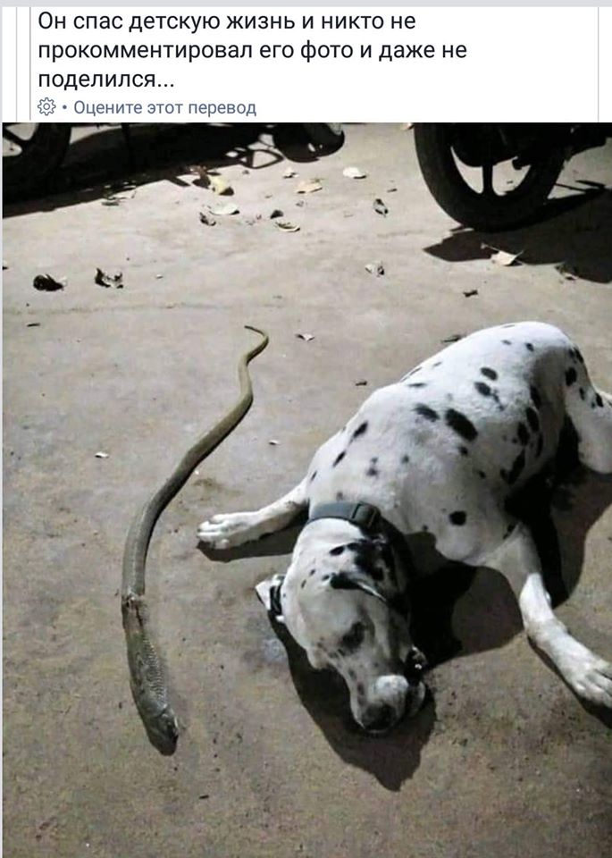 The dog risked its life to bite a snake to save its owner, but then it collapsed and was gone forever. – AmazingUnitedState.Com