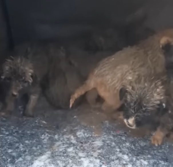 She Gave Birth To 10 Puppies In The Cold Snow, She Tries To Raise Them And Waits For Someone To Help - Puppies Love