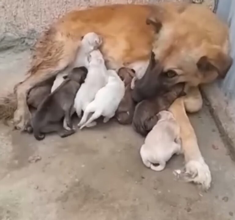 She Gave Birth To 10 Puppies In The Cold Snow, She Tries To Raise Them And Waits For Someone To Help - Puppies Love