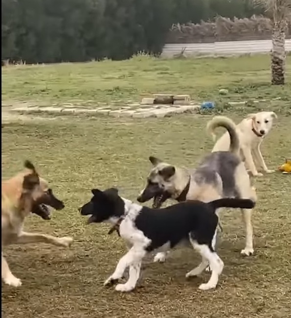 She Gave Birth To 10 Puppies In The Cold Snow, She Tries To Raise Them And Waits For Someone To Help - Puppies Love