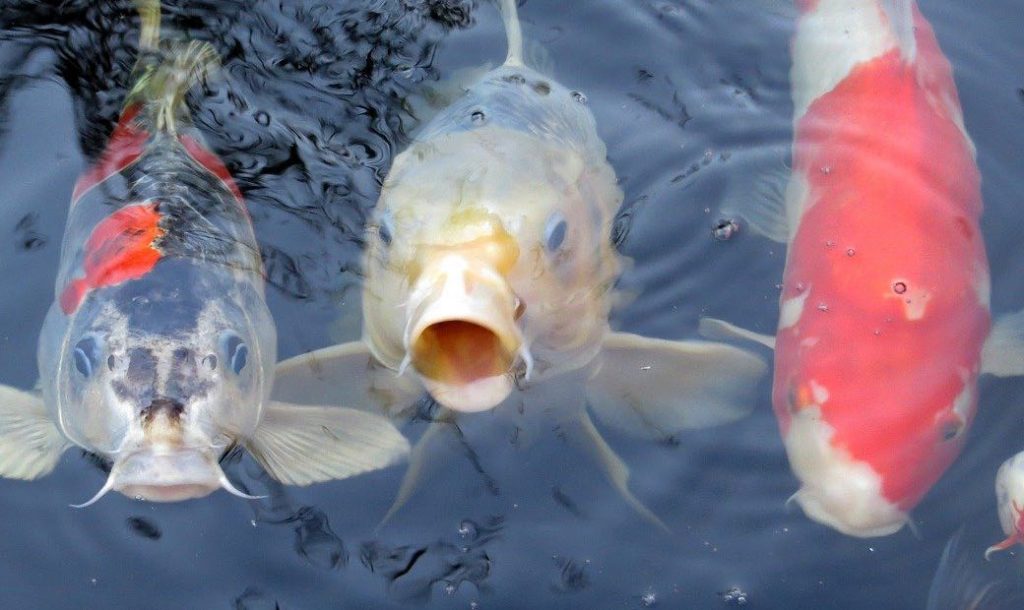 Strange fish with a human face appeared at Huntington Gardens making many people curious