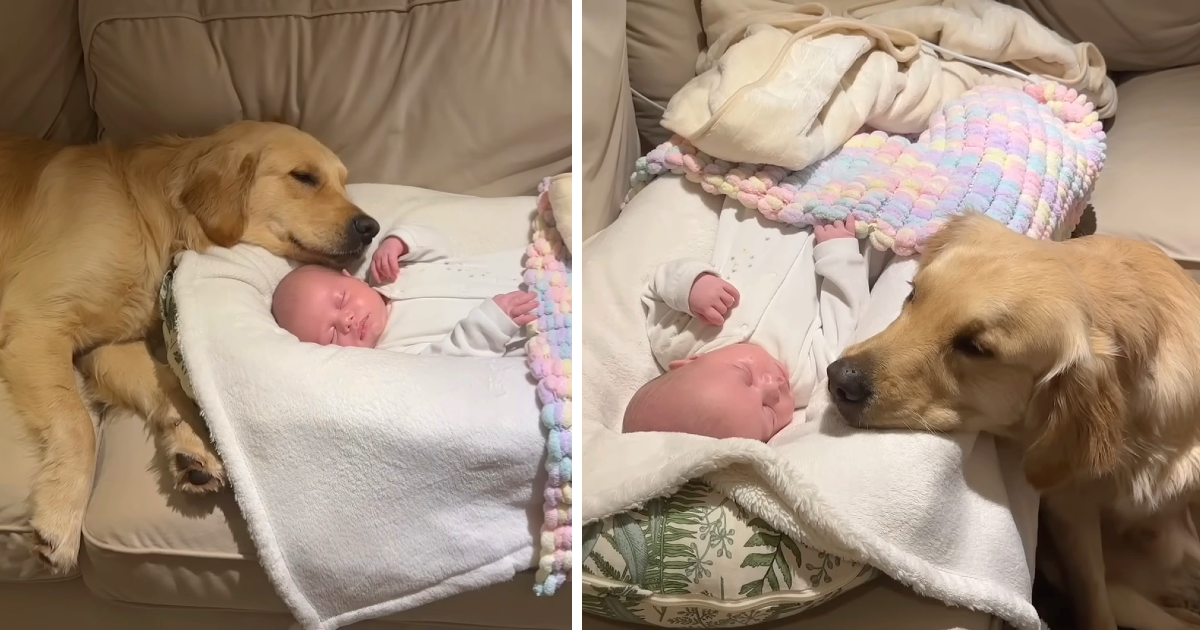 Golden retriever falls in love with newborn baby and won’t leave his side - Animal Blog