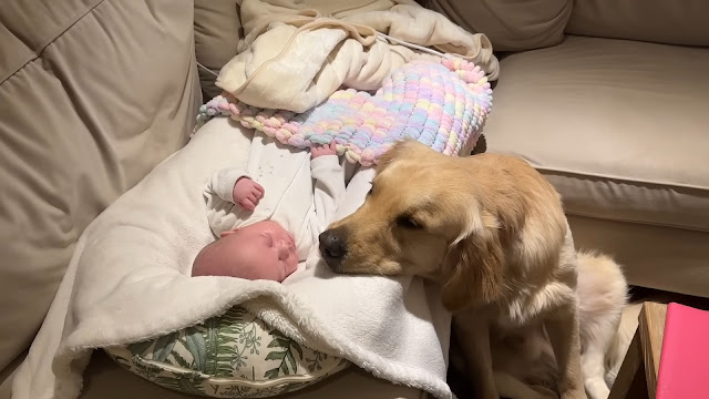 Golden retriever falls in love with newborn baby and won’t leave his side - Animal Blog