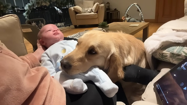 Golden retriever falls in love with newborn baby and won’t leave his side - Animal Blog