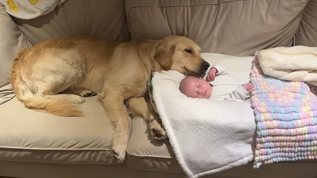 Golden retriever falls in love with newborn baby and won’t leave his side - Animal Blog