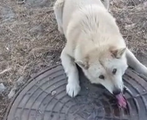 Man Finds Helpless Dog With His Tongue Frozen And Stuck In Sewer - Animal Blog