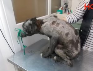 Dog Spent Many Days In Unhappiness, Depressed And Terrified – AmazingUnitedState.Com