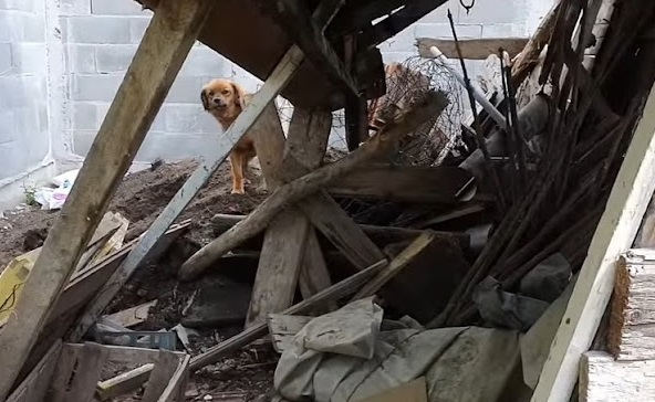 After the owner's death, the grieving dog spends months living alone in an empty house