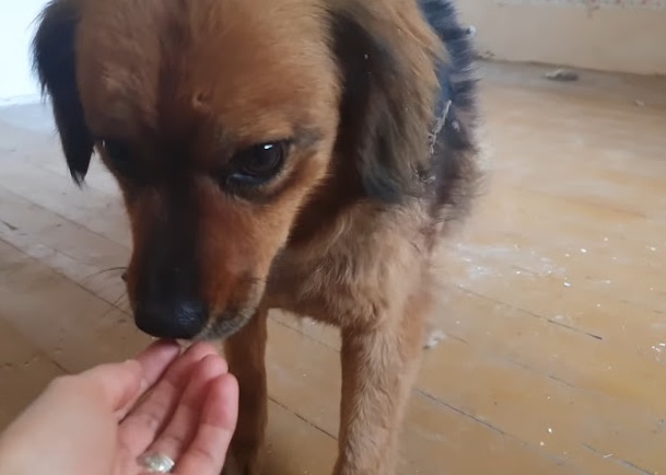 After the owner's death, the grieving dog spends months living alone in an empty house