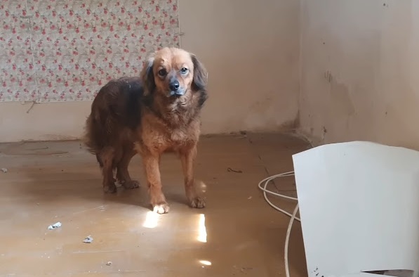 After the owner's death, the grieving dog spends months living alone in an empty house