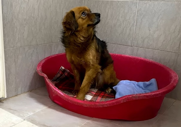 After the owner's death, the grieving dog spends months living alone in an empty house