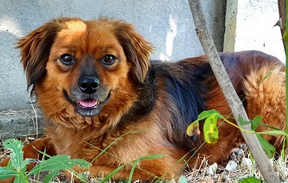 After the owner's death, the grieving dog spends months living alone in an empty house