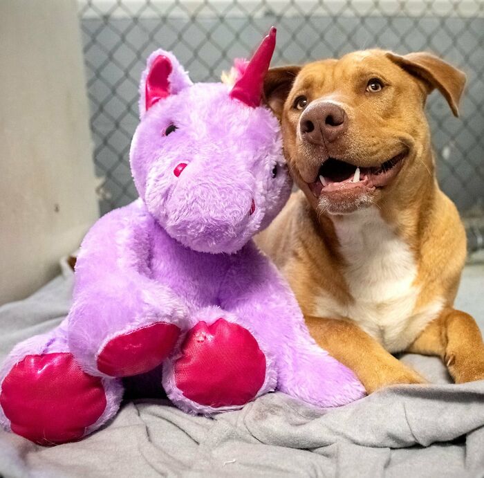 A Stray Dog Who Kept Trying To ѕteаɩ A Purple Unicorn From A Store Gets A Toy And A Forever Home