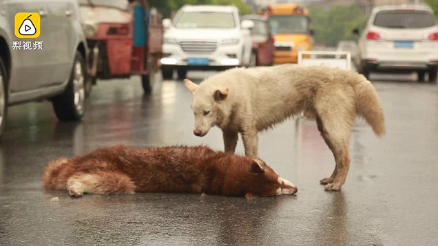 A sincere and true buddy. A Husky won’t leave His friend’s side who was hit by a car – AmazingUnitedState.Com