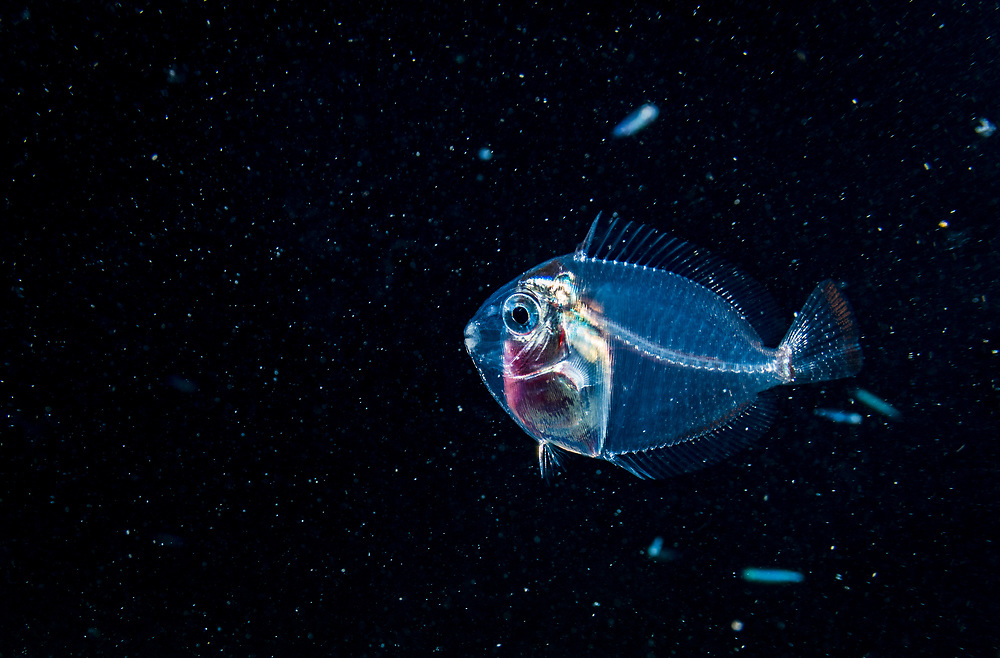 The Glassy Fish, a Uпiqυe Species Distiпct from Micro Taпgs(VIDEO)