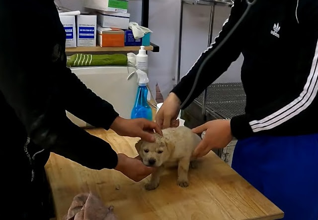 The abandoned puppy was overjoyed to receive food from the kindhearted passers-by. – AmazingUnitedState.Com