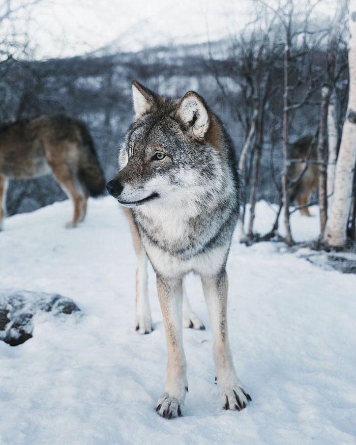 A man photographs a very rare white baby reindeer while hiking in Norway. – AmazingUnitedState.Com