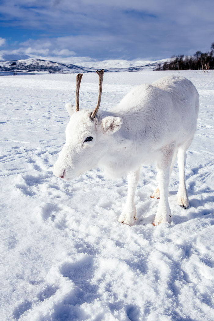 A man photographs a very rare white baby reindeer while hiking in Norway. – AmazingUnitedState.Com