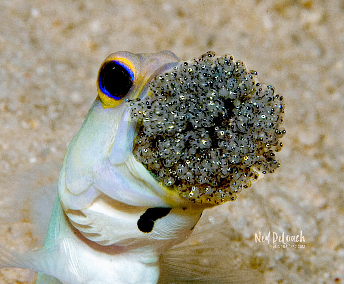 Dad of the Year: Male Yellow-Headed Jawfish Caught on Camera Mouthbrooding His Offspring in the Caribbean